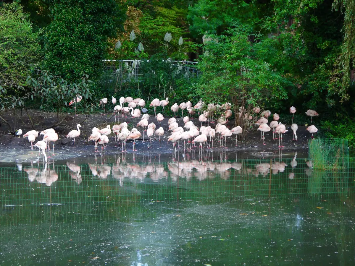 Amsterdam: ARTIS hayvanat bahçesi